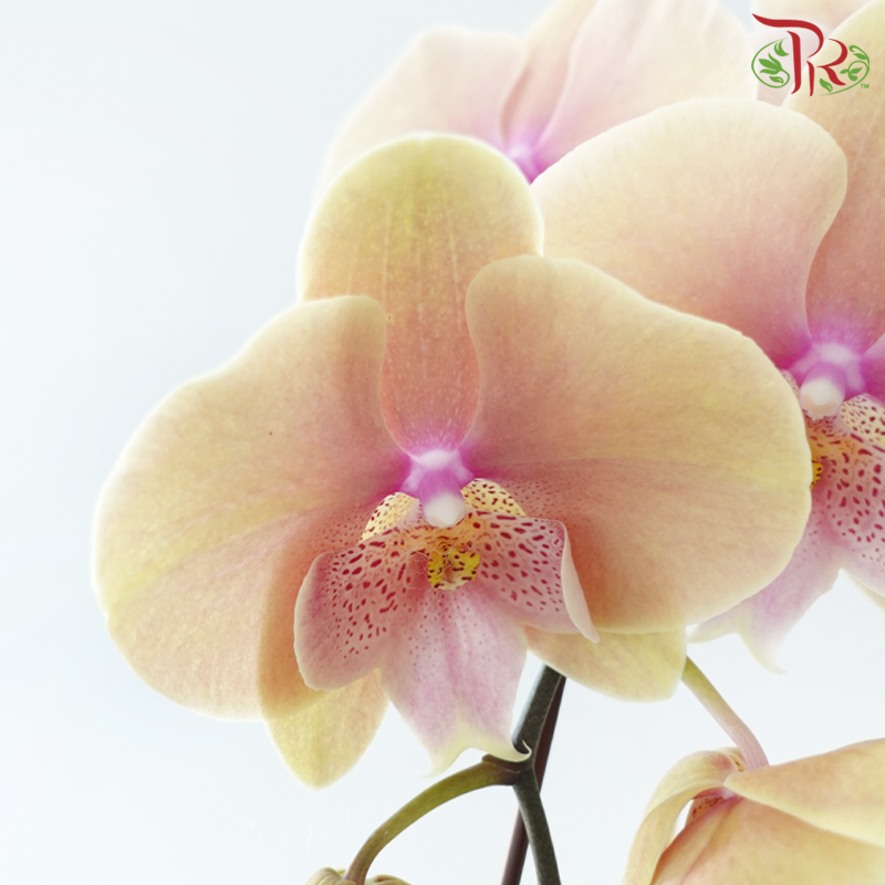 Big Single Stem Phalaenopsis Orchid - Big Lip Light Orange (Without Vase)-Vietnam-prflorist.com.my