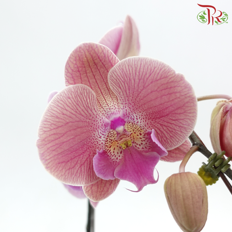 Big Single Stem Phalaenopsis Orchid - Big Lip Tangerine With Stripes (Without Vase)-Vietnam-prflorist.com.my