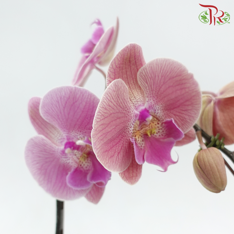 Big Single Stem Phalaenopsis Orchid - Big Lip Tangerine With Stripes (Without Vase)-Vietnam-prflorist.com.my