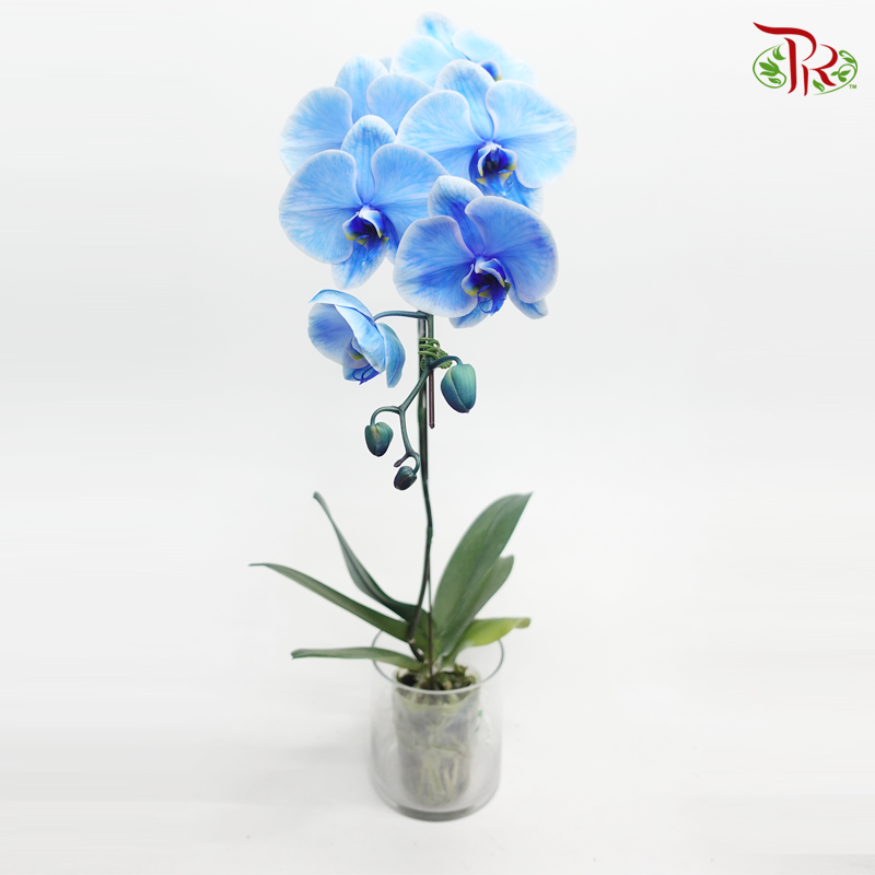 Big Single Stem Phalaenopsis Orchid - Blue + Lavender (Dyed Blue + Purple ) (Without Vase)-Vietnam-prflorist.com.my