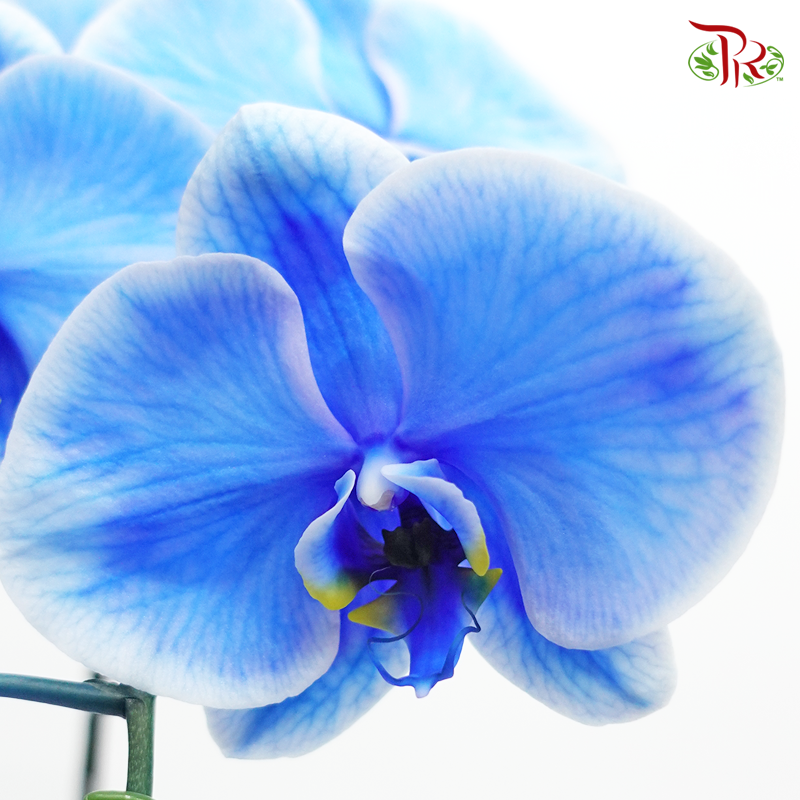 Big Single Stem Phalaenopsis Orchid - Blue + Lavender (Dyed Blue + Purple ) (Without Vase)-Vietnam-prflorist.com.my