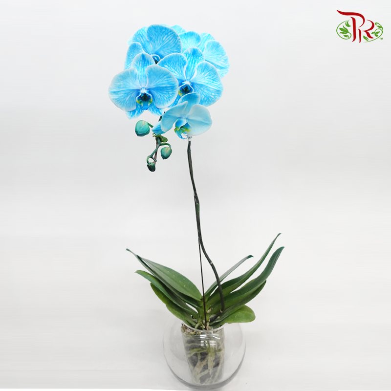 Big Single Stem Phalaenopsis Orchid - Dyed Blue (Without Vase)-Vietnam-prflorist.com.my