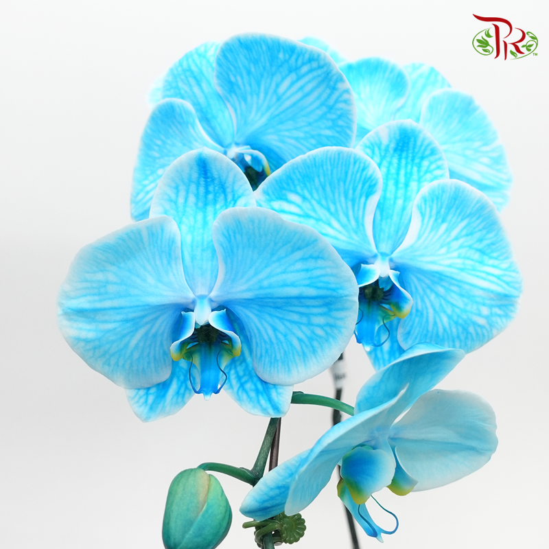 Big Single Stem Phalaenopsis Orchid - Dyed Blue (Without Vase)-Vietnam-prflorist.com.my