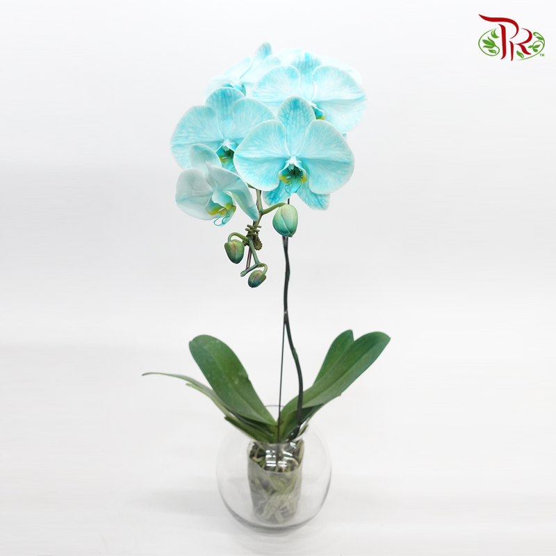 Big Single Stem Phalaenopsis Orchid - Dyed Green (Without Vase)-Vietnam-prflorist.com.my