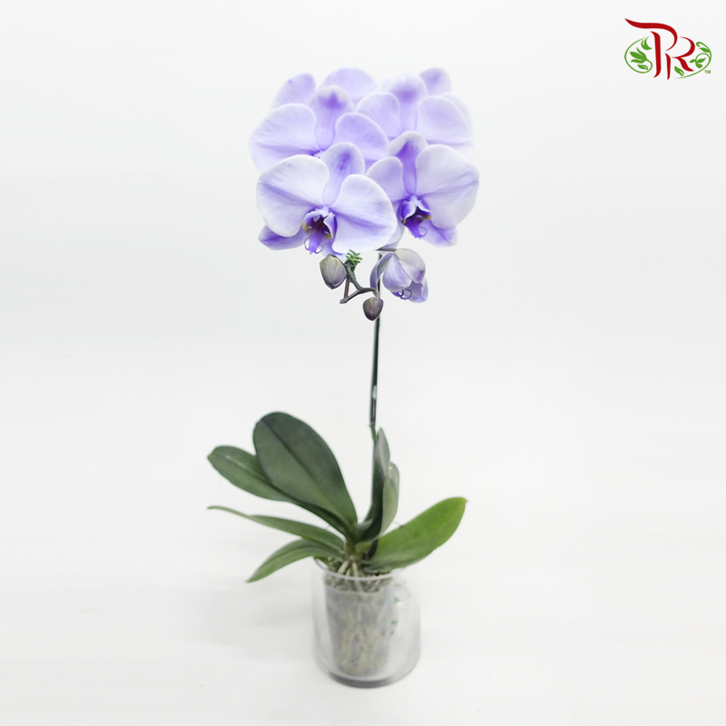 Big Single Stem Phalaenopsis Orchid - Lavender (Dyed Purple) (Without Vase)-Vietnam-prflorist.com.my