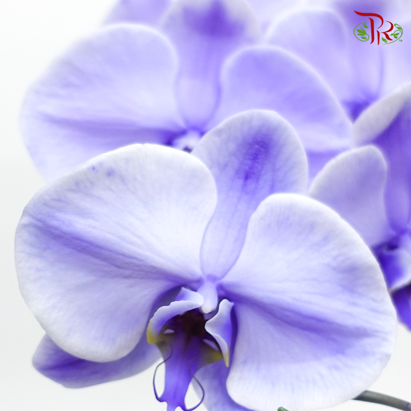 Big Single Stem Phalaenopsis Orchid - Lavender (Dyed Purple) (Without Vase)-Vietnam-prflorist.com.my