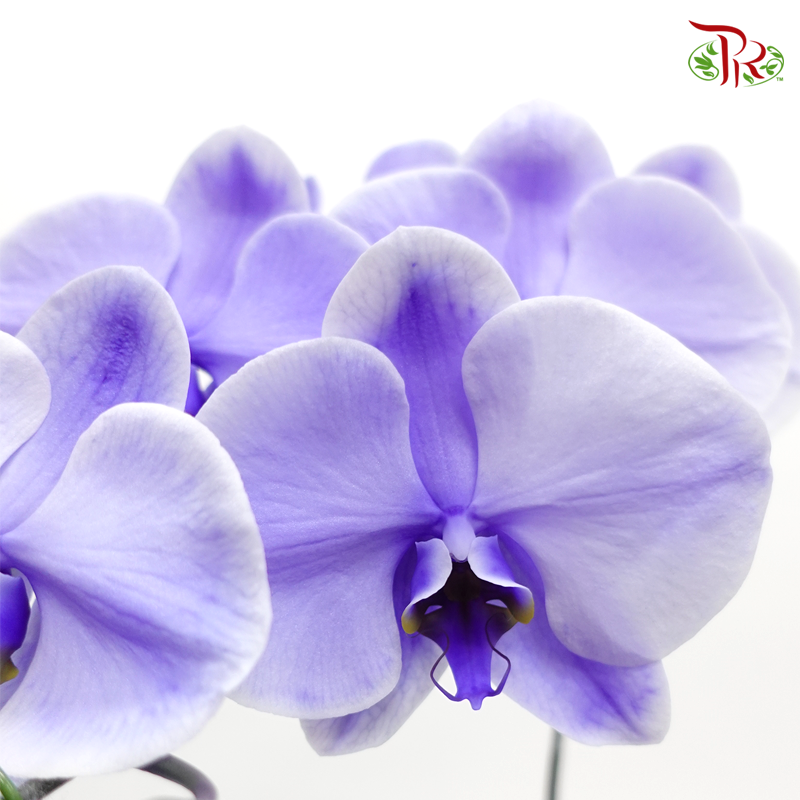 Big Single Stem Phalaenopsis Orchid - Lavender (Dyed Purple) (Without Vase)-Vietnam-prflorist.com.my