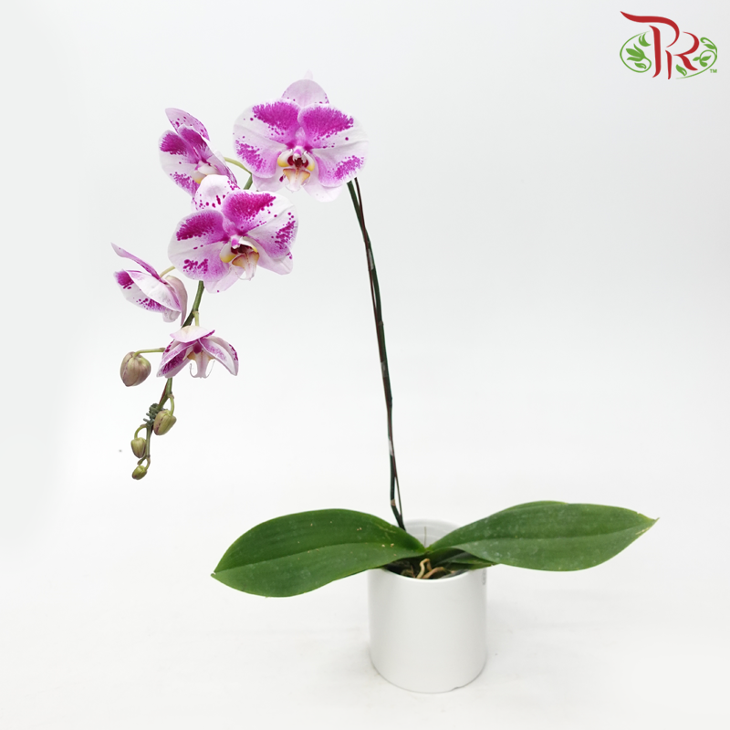 Big Single Stem Phalaenopsis Orchid - Light Black (Without Pot)-Vietnam-prflorist.com.my