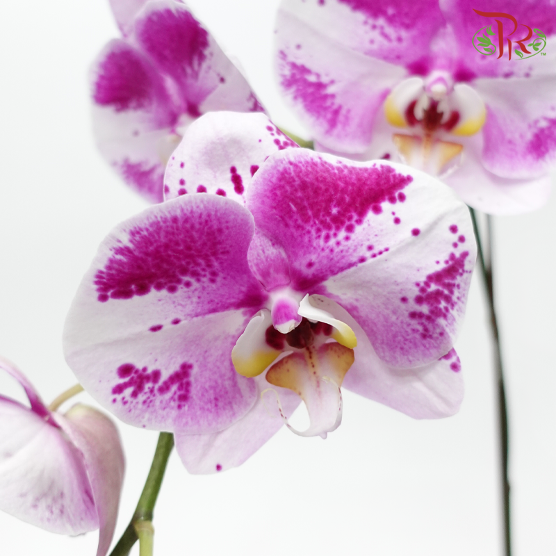 Big Single Stem Phalaenopsis Orchid - Light Black (Without Pot)-Vietnam-prflorist.com.my