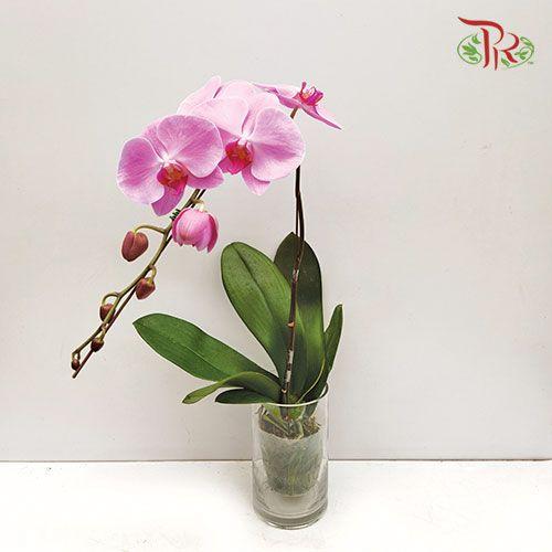 Big Single Stem Phalaenopsis Orchid - Light Pink (Without Vase)-Pudu Ria Florist-prflorist.com.my
