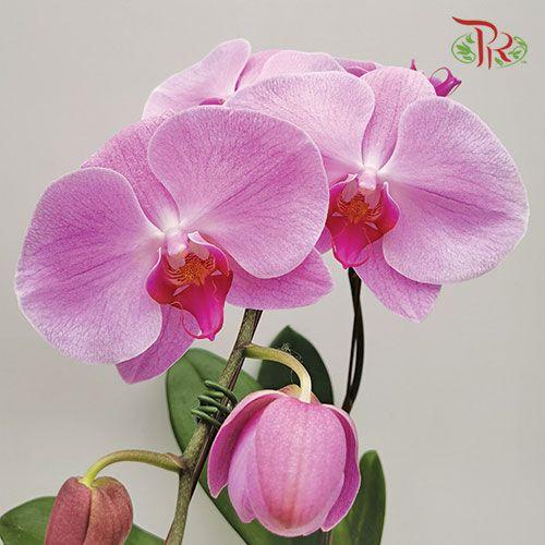 Big Single Stem Phalaenopsis Orchid - Light Pink (Without Vase)-Pudu Ria Florist-prflorist.com.my