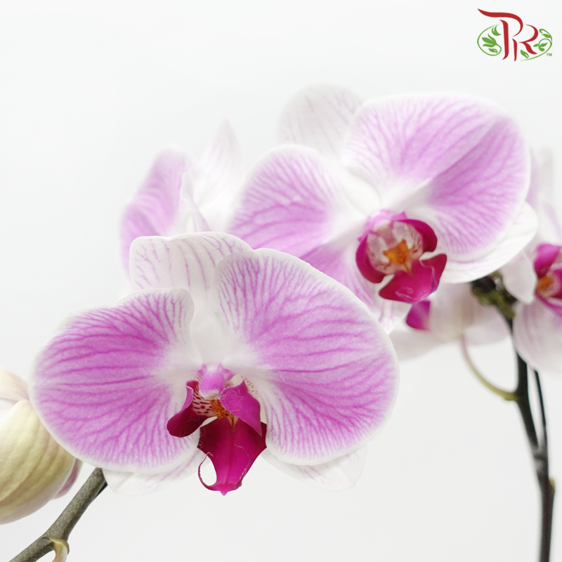 Big Single Stem Phalaenopsis Orchid - Pink With Stripes (Without Pot)-Chiffon Pink-Vietnam-prflorist.com.my