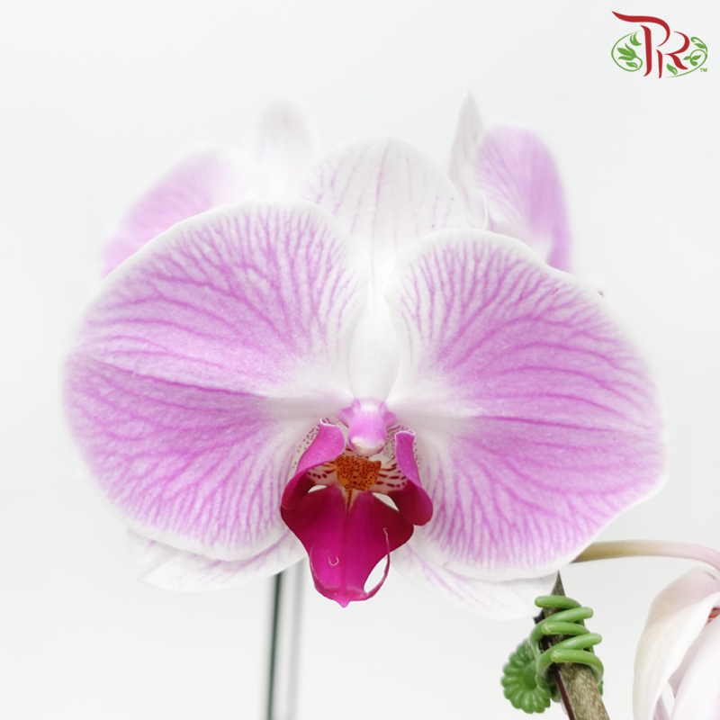 Big Single Stem Phalaenopsis Orchid - Pink With Stripes (Without Pot)-Chiffon Pink-Vietnam-prflorist.com.my