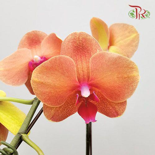 Big Single Stem Phalaenopsis Orchid - Tangerine Jin Ju (Without Vase)-Pudu Ria Florist-prflorist.com.my