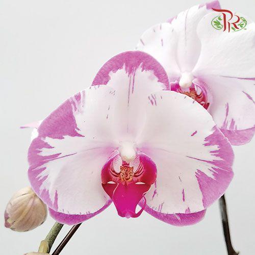 Big Single Stem Phalaenopsis Orchid - Tone Purple With Pink Lips (Without Vase)-Pudu Ria Florist-prflorist.com.my