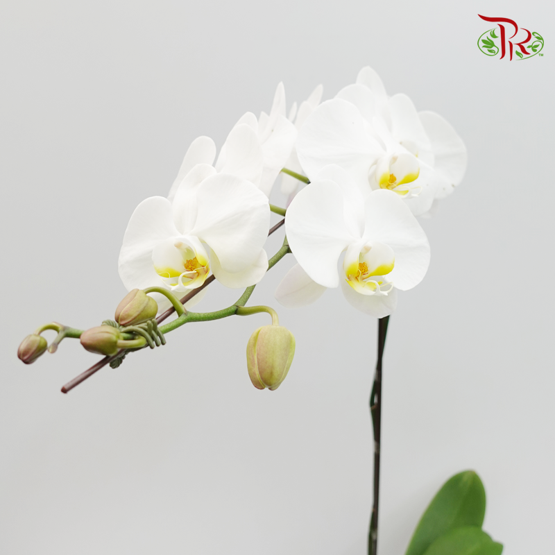 Big Single Stem Phalaenopsis Orchid - White With Yellow Lips (Without Pot)-Vietnam-prflorist.com.my