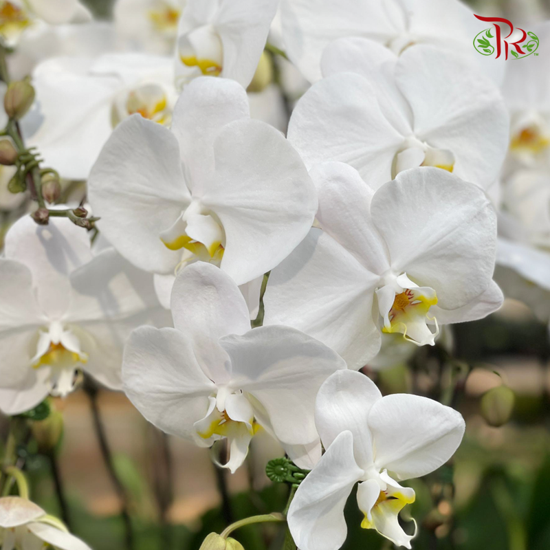 Big Single Stem Phalaenopsis Orchid - White With Yellow Lips (Without Pot)-Vietnam-prflorist.com.my