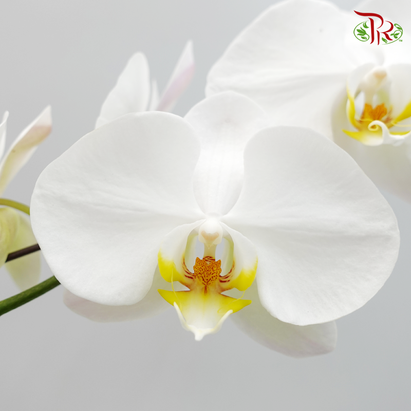 Big Single Stem Phalaenopsis Orchid - White With Yellow Lips (Without Pot)-Vietnam-prflorist.com.my
