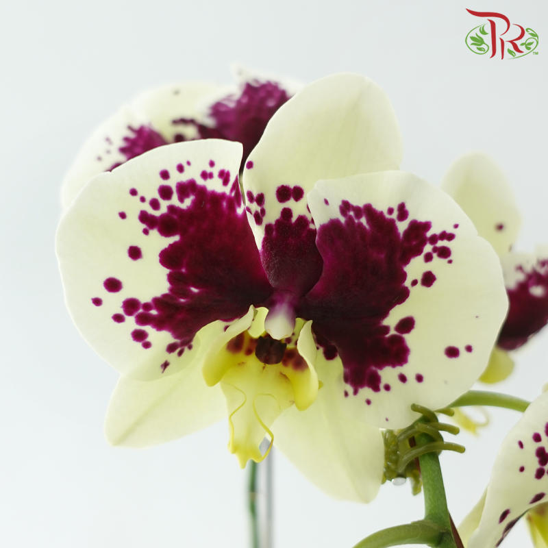 Big Single Stem Phalaenopsis Orchid - Yellow With Spot LX133 (Without Vase)-Vietnam-prflorist.com.my