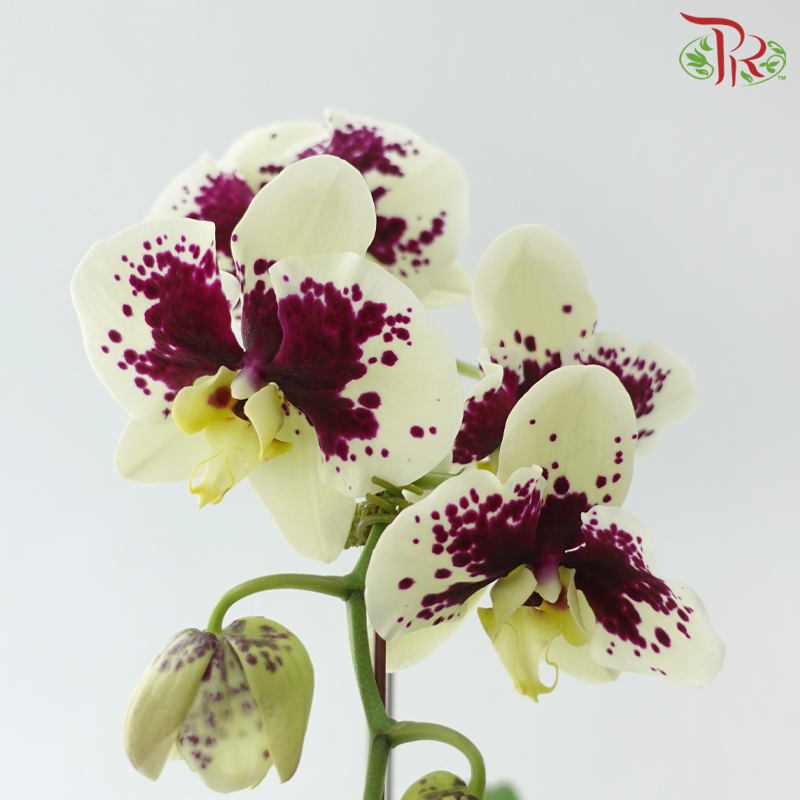 Big Single Stem Phalaenopsis Orchid - Yellow With Spot LX133 (Without Vase)-Vietnam-prflorist.com.my