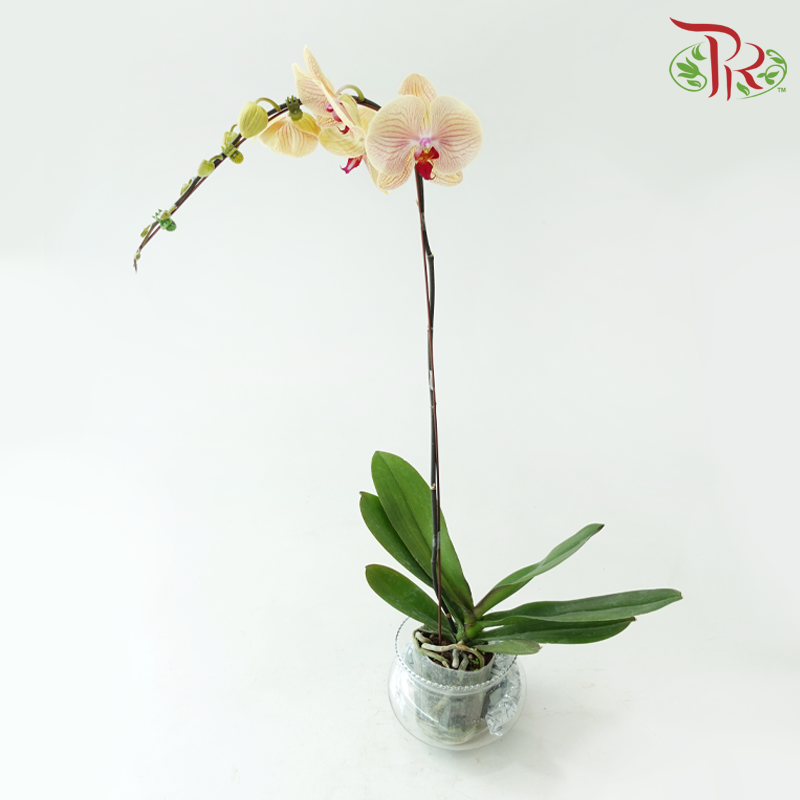 Big Single Stem Phalaenopsis Orchid - Yellow With Stripes (Without Vase)-Vietnam-prflorist.com.my