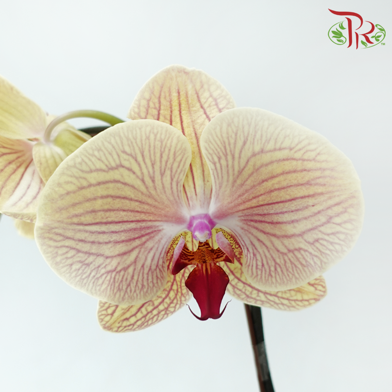 Big Single Stem Phalaenopsis Orchid - Yellow With Stripes (Without Vase)-Vietnam-prflorist.com.my