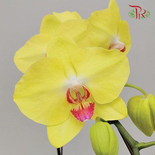 Big Single Stem Phalaenopsis Orchid - Yellow (Without Vase)-Pudu Ria Florist-prflorist.com.my