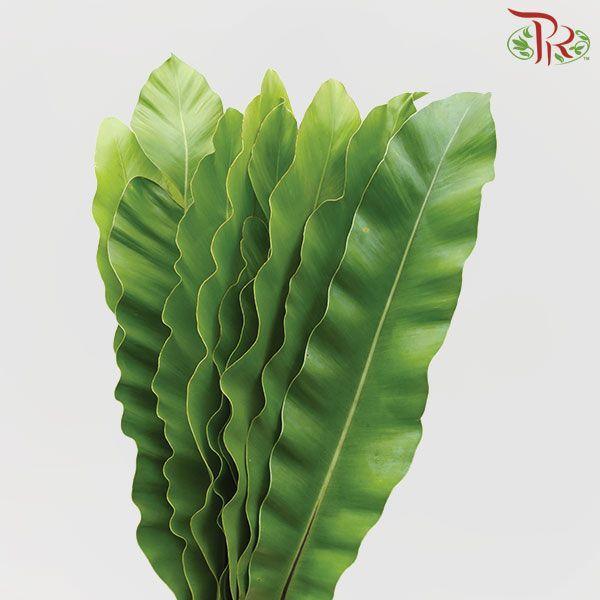 Bird Nest - S-Malaysia-prflorist.com.my