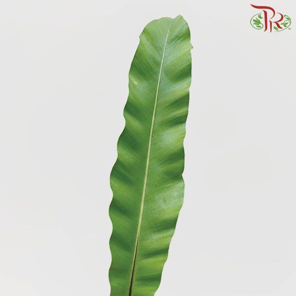 Bird Nest - S-Malaysia-prflorist.com.my