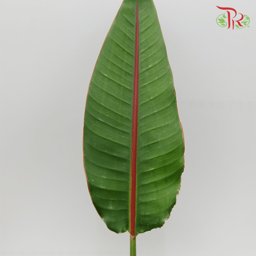 Bird Of Paradise Leaf - (5 Stems)-Malaysia-prflorist.com.my