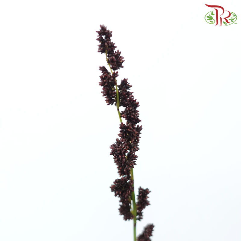 Black Mountain Grass - (Per Bunch)-Africa-prflorist.com.my