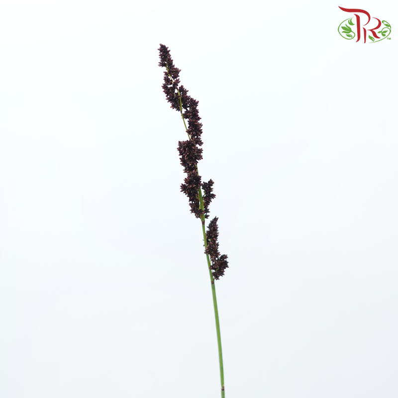 Black Mountain Grass - (Per Bunch)-Africa-prflorist.com.my