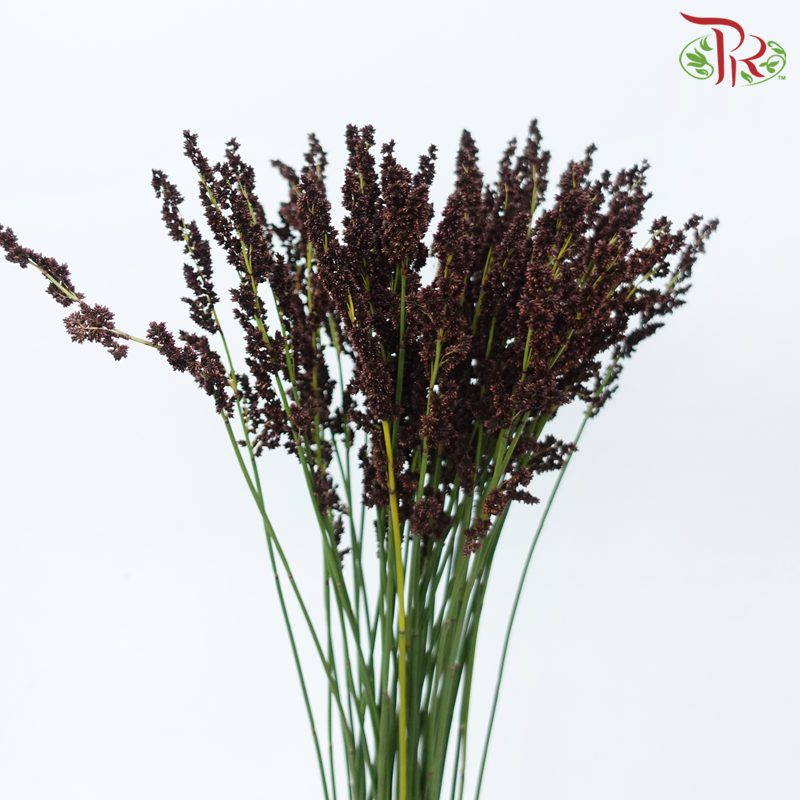 Black Mountain Grass - (Per Bunch)-Africa-prflorist.com.my