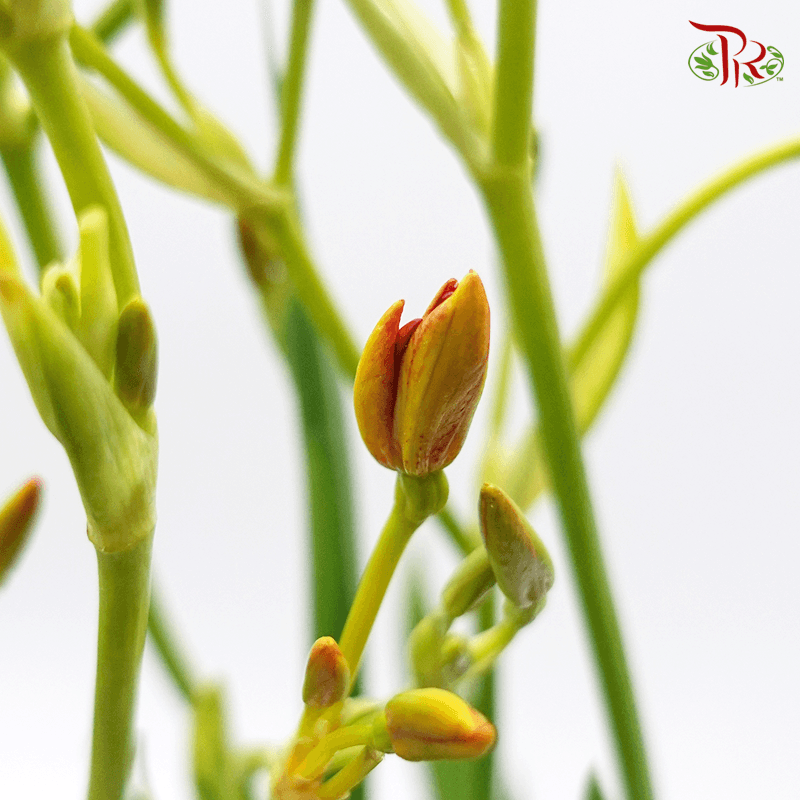 Blackberry Lily - (Per Bunch)-Green-China-prflorist.com.my