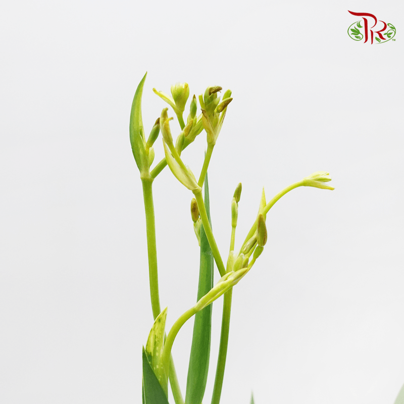 Blackberry Lily - (Per Bunch)-Green-China-prflorist.com.my