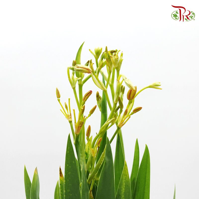 Blackberry Lily - (Per Bunch)-Green-China-prflorist.com.my