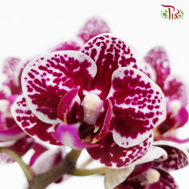 Mini Phalaenopsis Orchid - Black With Spot (Double stems) *With No Vase - Pudu Ria Florist