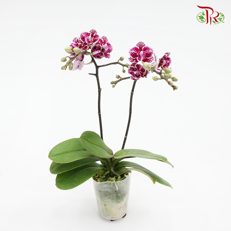 Mini Phalaenopsis Orchid - Black With Spot (Double stems) *With No Vase - Pudu Ria Florist