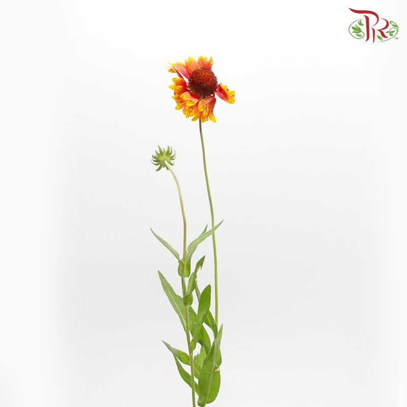 Blanket Flower - (Per Bunch)-China-prflorist.com.my