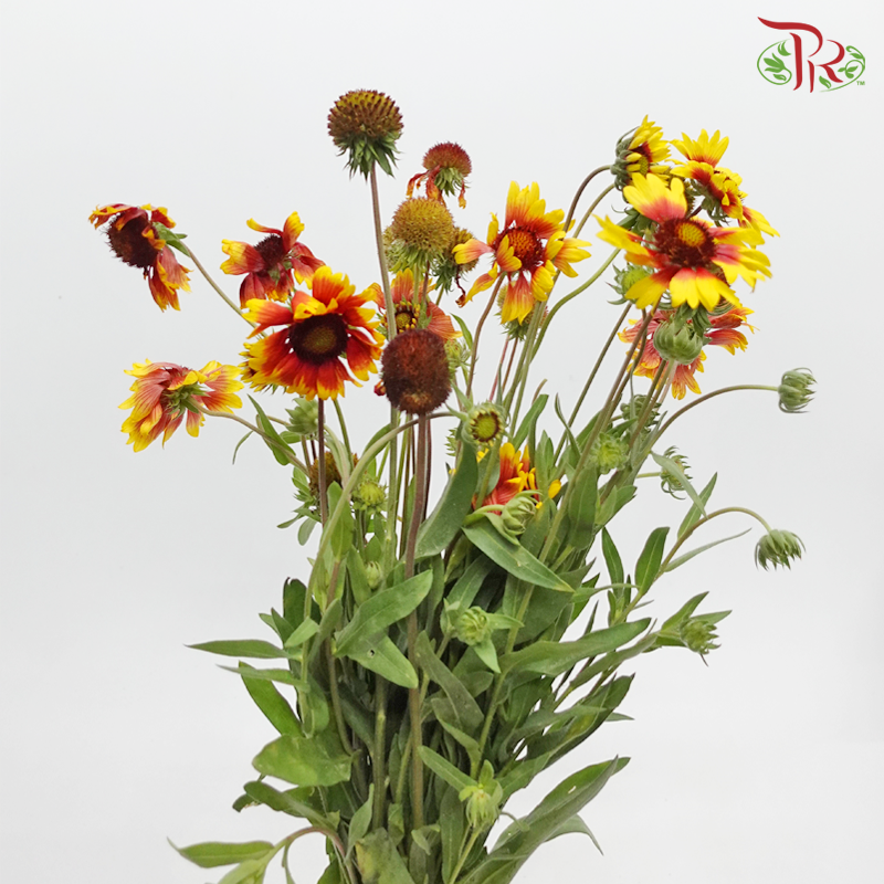 Blanket Flower - (Per Bunch)-China-prflorist.com.my