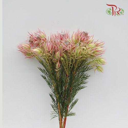 Blushing Bride - (5 Stems)-Pink-Africa-prflorist.com.my