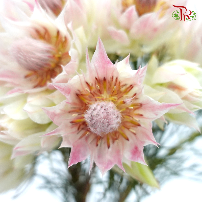 Blushing Bride - Blush Pink (5 Stems)-Pink-Africa-prflorist.com.my