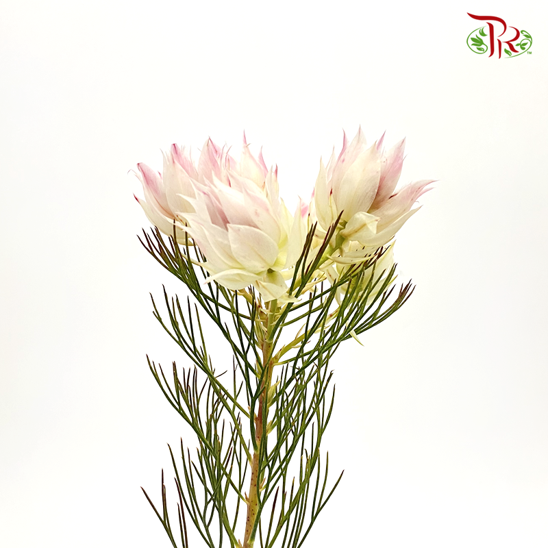 Blushing Bride - Blush Pink (5 Stems)-Pink-Africa-prflorist.com.my