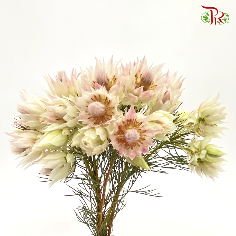 Blushing Bride - Blush Pink (5 Stems)-Pink-Africa-prflorist.com.my