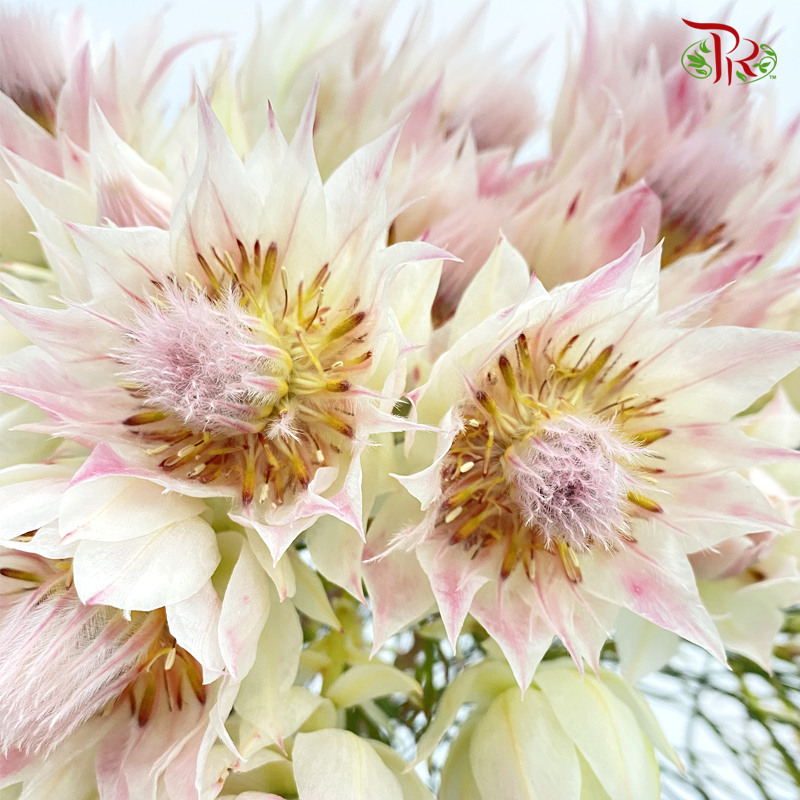 Blushing Bride - Blush Pink (5 Stems)-Pink-Africa-prflorist.com.my