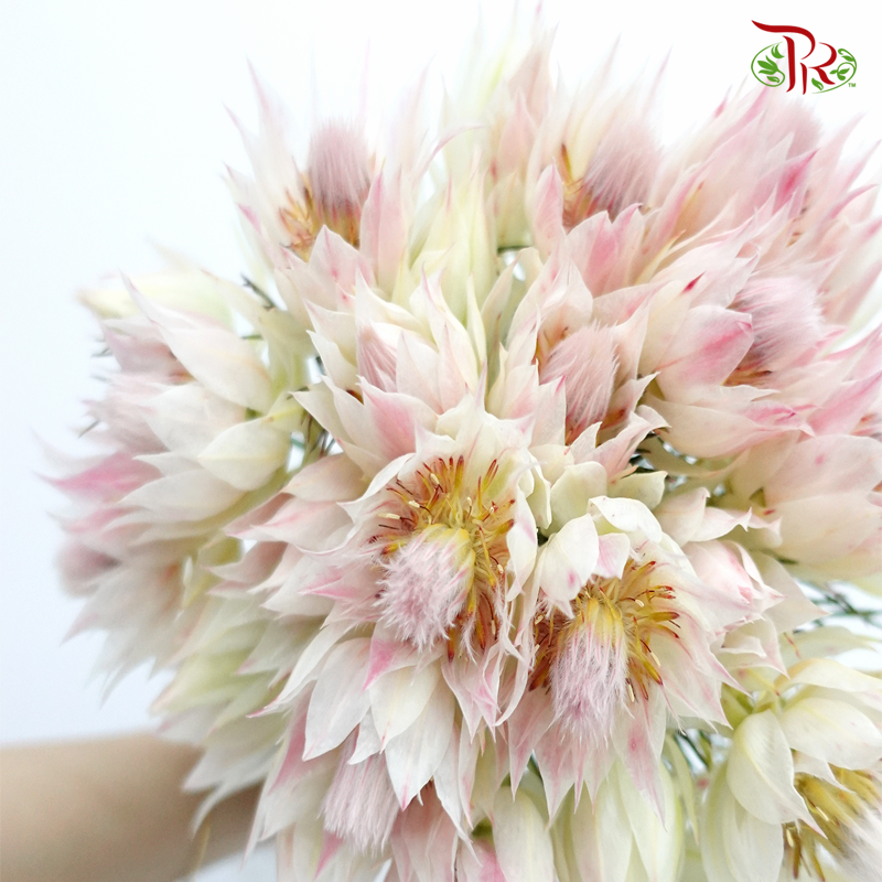 Blushing Bride - Blush Pink (5 Stems)-Pink-Africa-prflorist.com.my