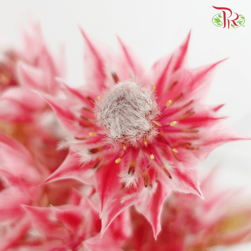 Blushing Bride - Dark Pink (5 Stems)-Pink-Africa-prflorist.com.my