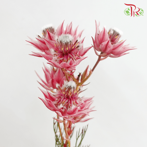 Blushing Bride - Dark Pink (5 Stems)-Pink-Africa-prflorist.com.my