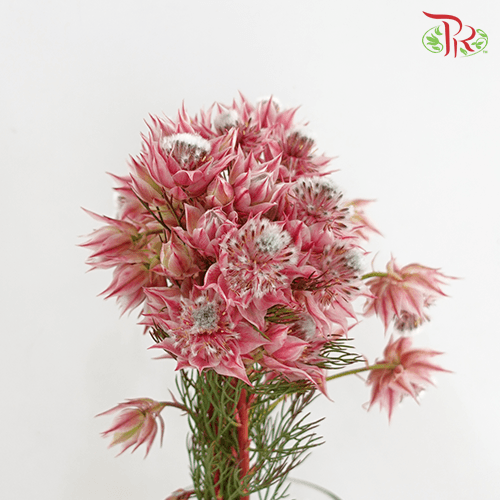 Blushing Bride - Dark Pink (5 Stems)-Pink-Africa-prflorist.com.my