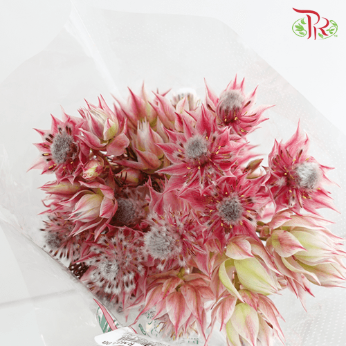 Blushing Bride - Dark Pink (5 Stems)-Pink-Africa-prflorist.com.my